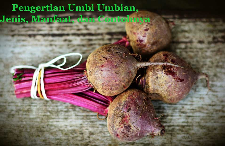 Detail Gambar Tanaman Umbi Umbian Nomer 48