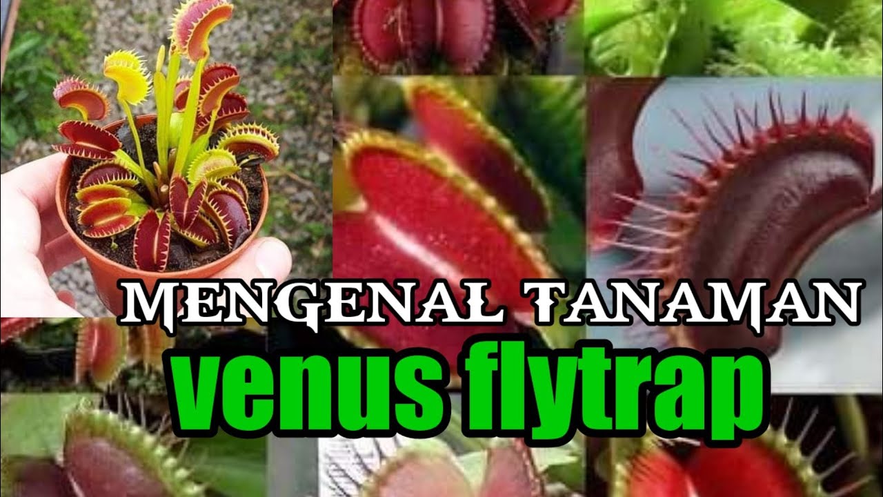 Detail Gambar Tanaman Venus Nomer 40