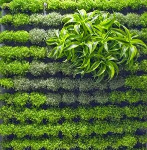 Detail Gambar Tanaman Vertical Garden Nomer 10