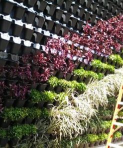 Detail Gambar Tanaman Vertical Garden Nomer 23