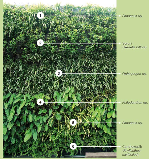 Detail Gambar Tanaman Vertical Garden Nomer 34