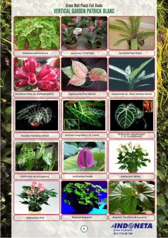 Detail Gambar Tanaman Vertical Garden Nomer 39