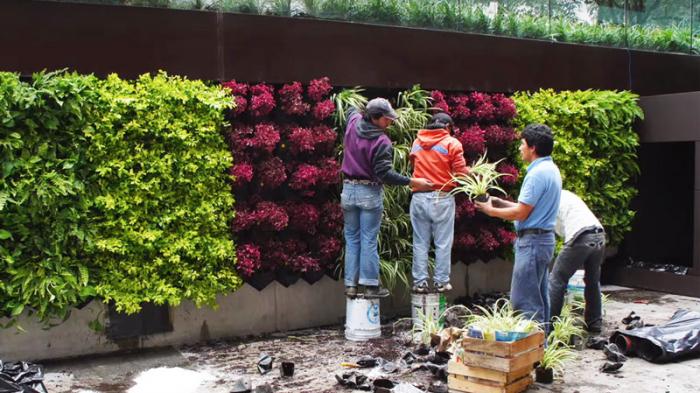 Detail Gambar Tanaman Vertical Garden Nomer 40