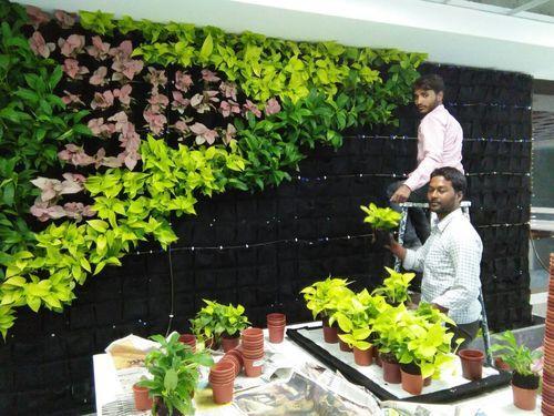 Detail Gambar Tanaman Vertical Garden Nomer 6