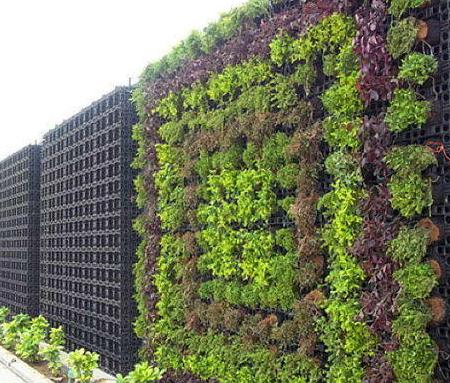 Detail Gambar Tanaman Vertical Garden Nomer 46