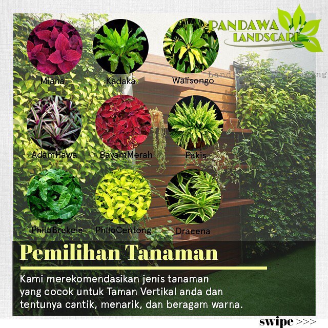 Detail Gambar Tanaman Vertical Garden Nomer 48