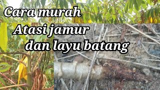 Detail Gambar Tanamanan Jamur Dan Singkong Nomer 11