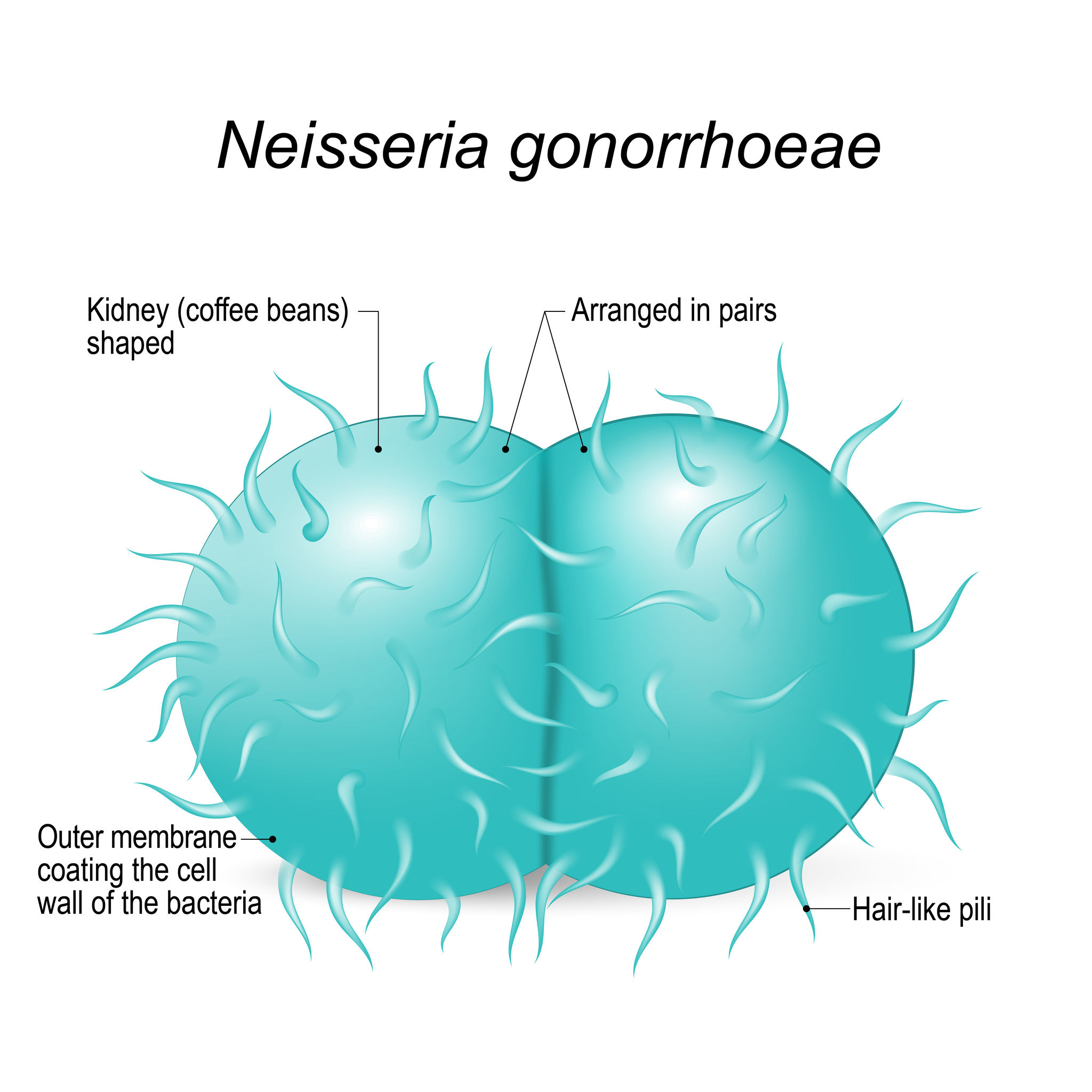 Detail Gambar Tanda Tanda Terkena Gonore Nomer 36