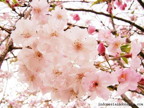 Detail Gambar Tangan Animasi Bunga Sakura Berguguran Nomer 12