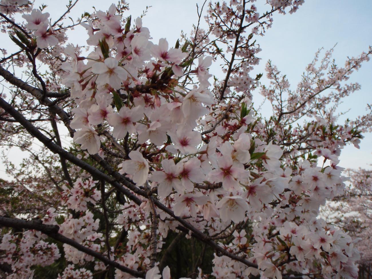 Detail Gambar Tangan Animasi Bunga Sakura Berguguran Nomer 19