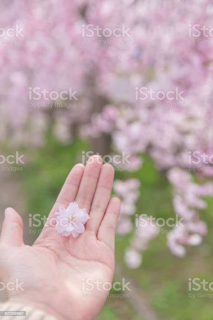 Detail Gambar Tangan Bunga Sakura Nomer 14