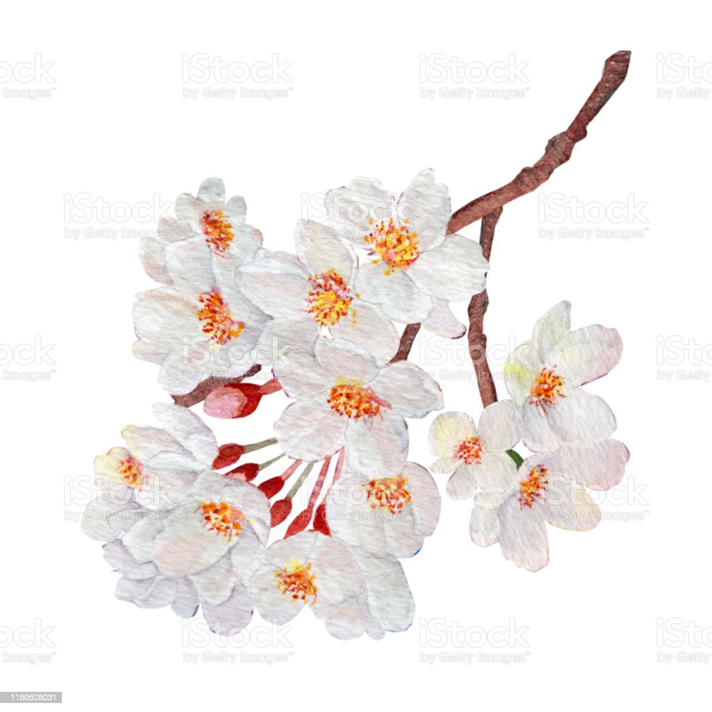 Detail Gambar Tangan Bunga Sakura Nomer 51