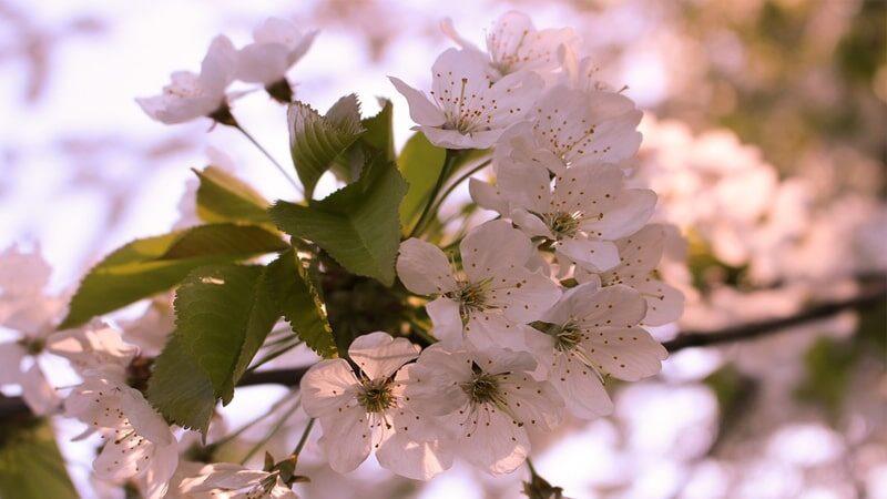Detail Gambar Tangan Bunga Sakura Terindah Nomer 17