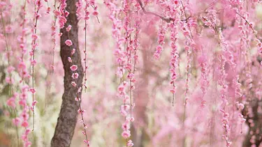 Detail Gambar Tangan Bunga Sakura Terindah Nomer 24