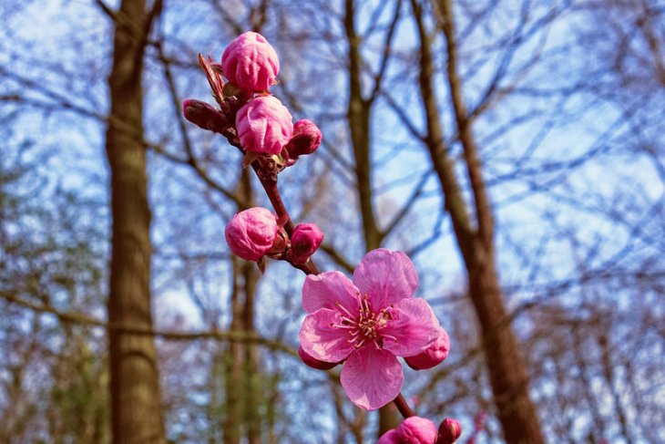 Detail Gambar Tangan Bunga Sakura Terindah Nomer 38