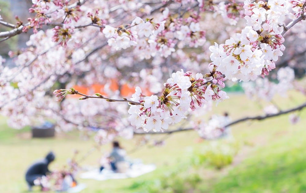 Detail Gambar Tangan Bunga Sakura Terindah Nomer 42