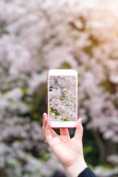 Detail Gambar Tangan Latar Bunga Sakura Resolusi Tinggi Nomer 27