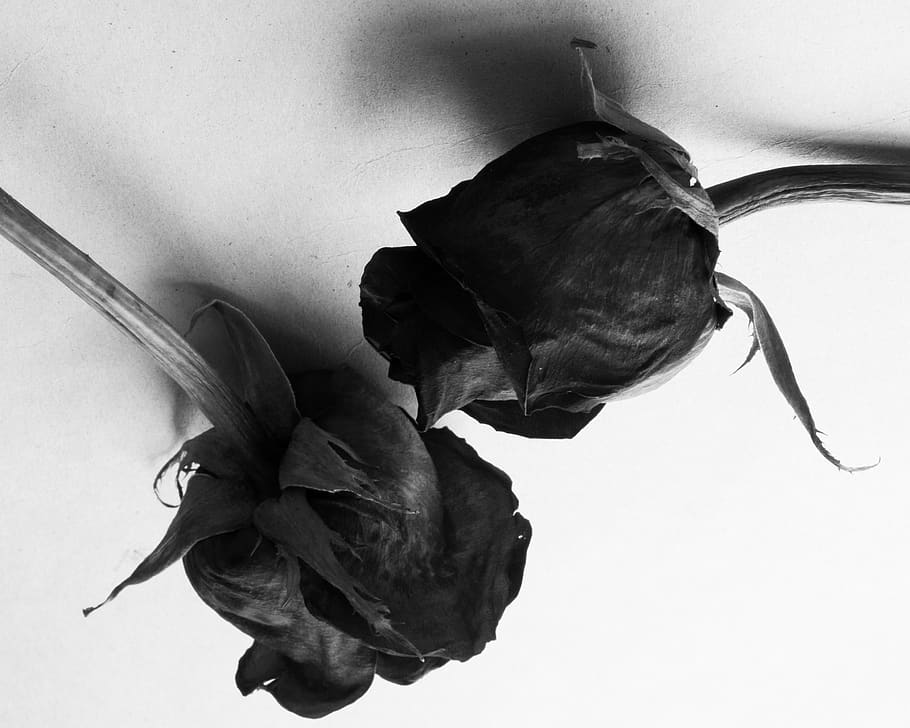 Detail Gambar Tangan Memegang Bunga Mawar Hitam Nomer 45