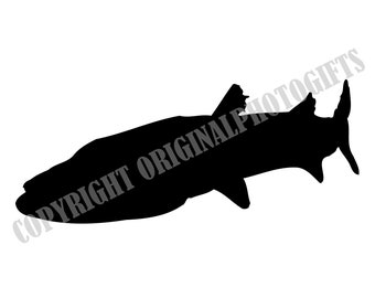 Detail Barracuda Fisch Thailand Nomer 24