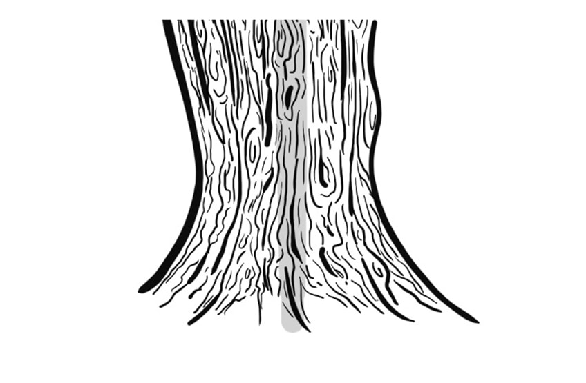 Detail Baum Gezeichnet Einfach Nomer 4