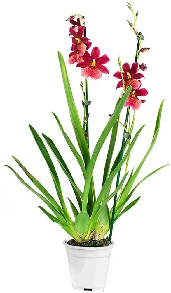 Detail Bilder Mit Orchideen Nomer 7