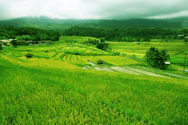 Detail Desa Background Nomer 15