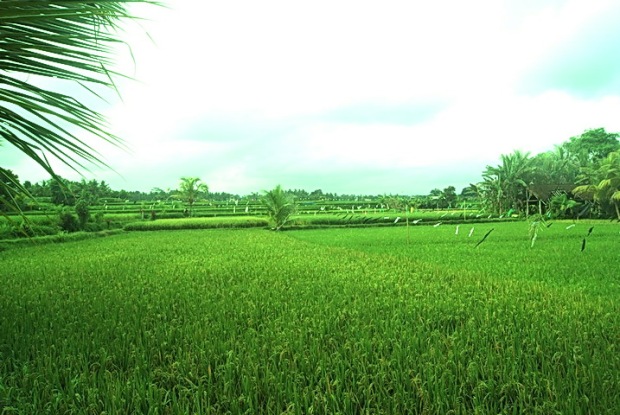 Detail Desa Background Nomer 26