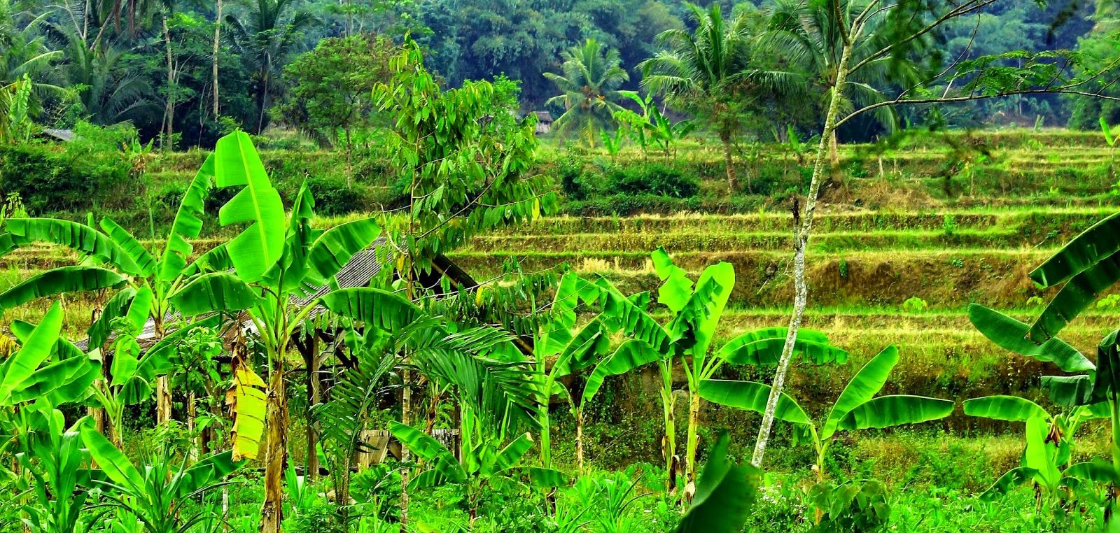 Detail Desa Background Nomer 29