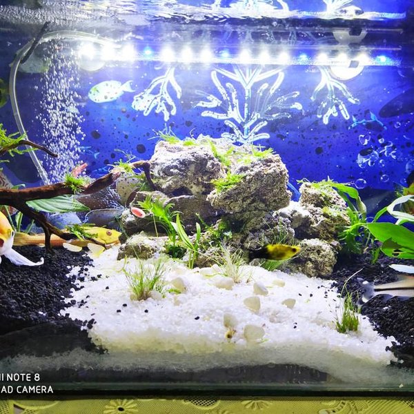 Detail Desain Aquarium Nomer 20