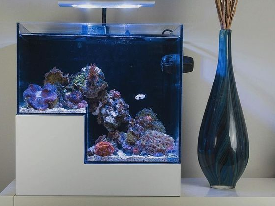 Detail Desain Aquarium Air Laut Nomer 13