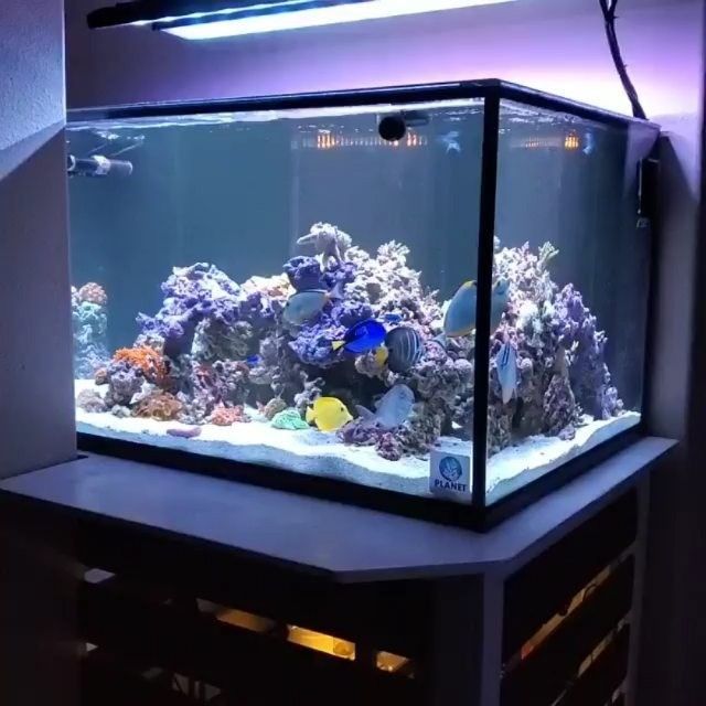 Detail Desain Aquarium Air Laut Nomer 19