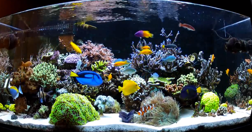 Detail Desain Aquarium Air Laut Nomer 20