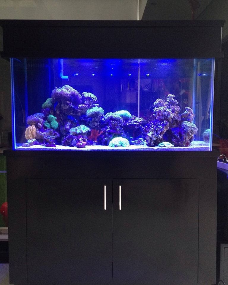 Detail Desain Aquarium Air Laut Nomer 24