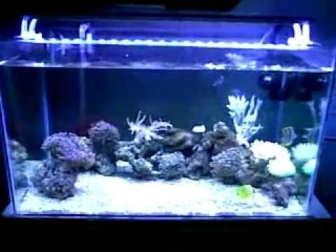 Detail Desain Aquarium Air Laut Nomer 31