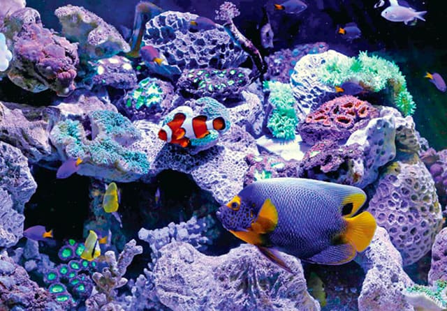 Detail Desain Aquarium Air Laut Nomer 36