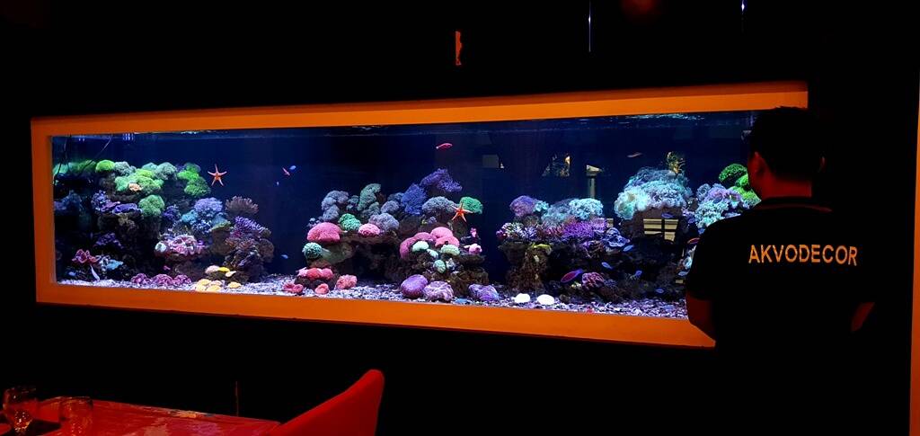 Detail Desain Aquarium Air Laut Nomer 37