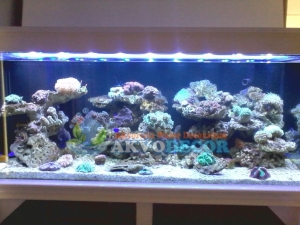 Detail Desain Aquarium Air Laut Nomer 45