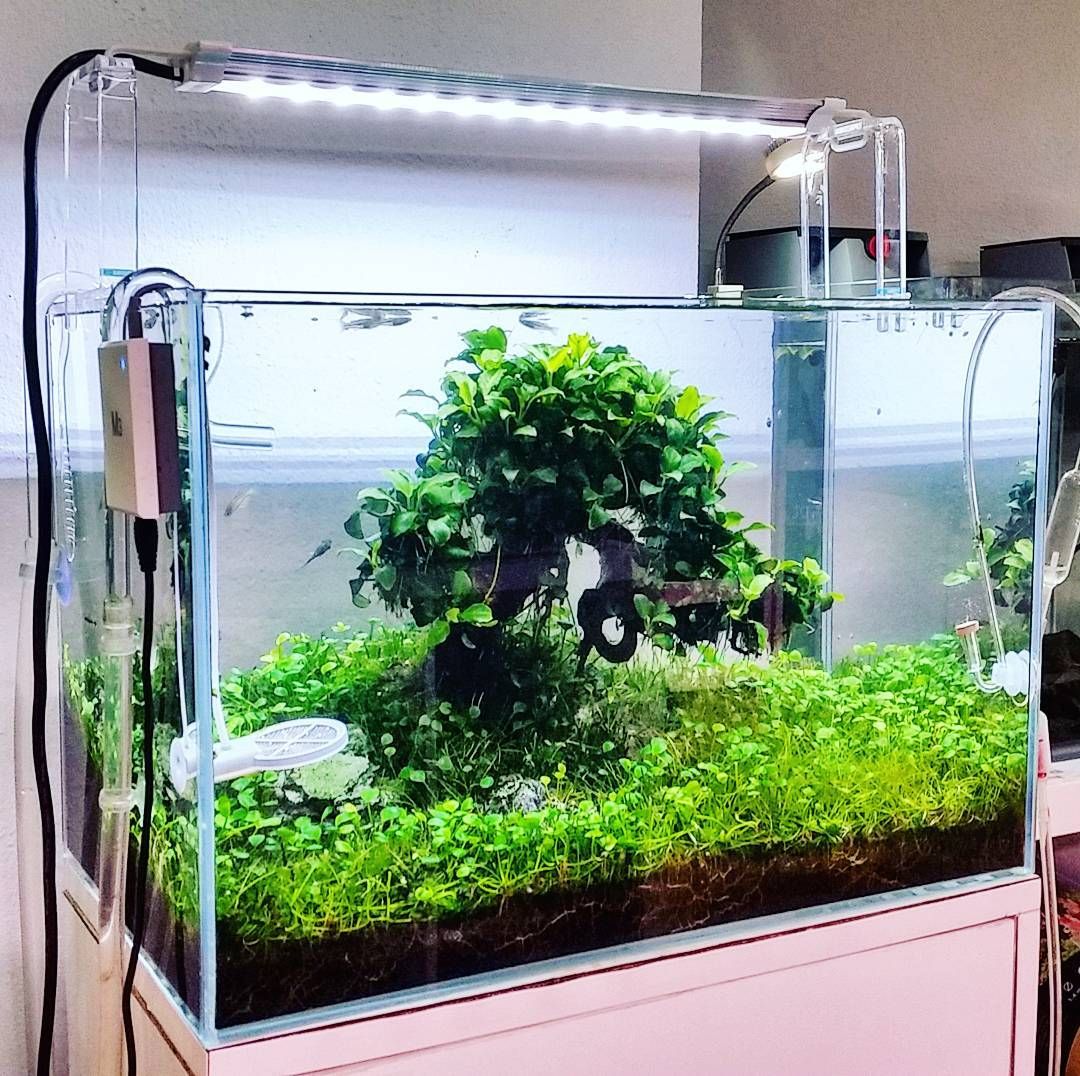 Desain Aquarium Air Tawar Minimalis - KibrisPDR