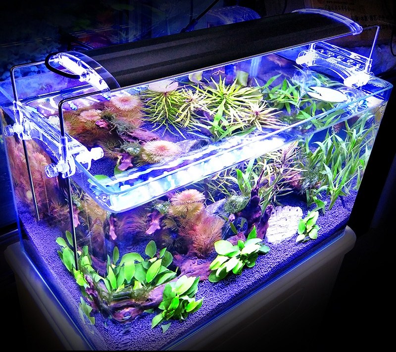 Detail Desain Aquarium Air Tawar Minimalis Nomer 26