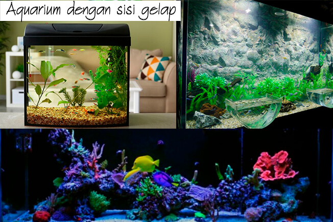 Detail Desain Aquarium Air Tawar Minimalis Nomer 55