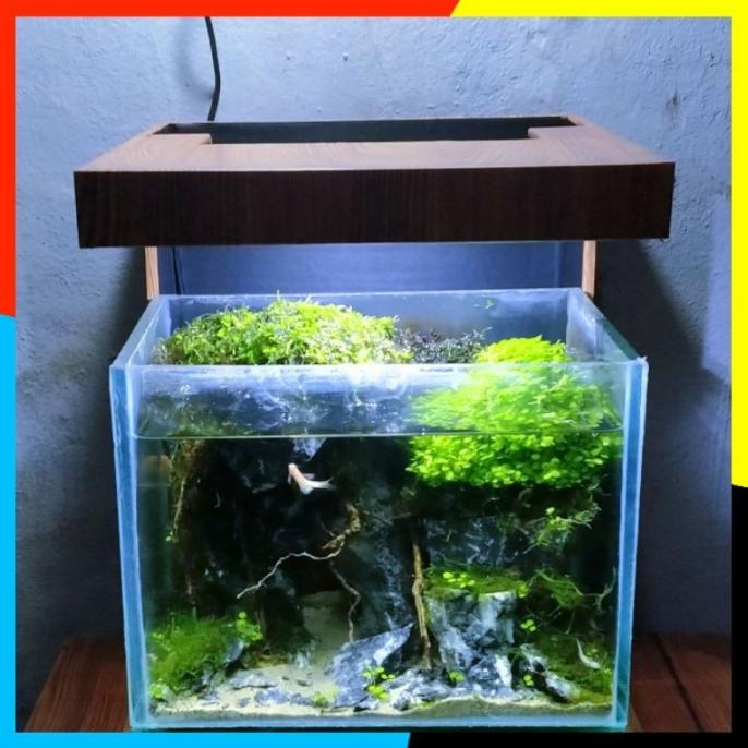 Detail Desain Aquarium Air Tawar Minimalis Nomer 56