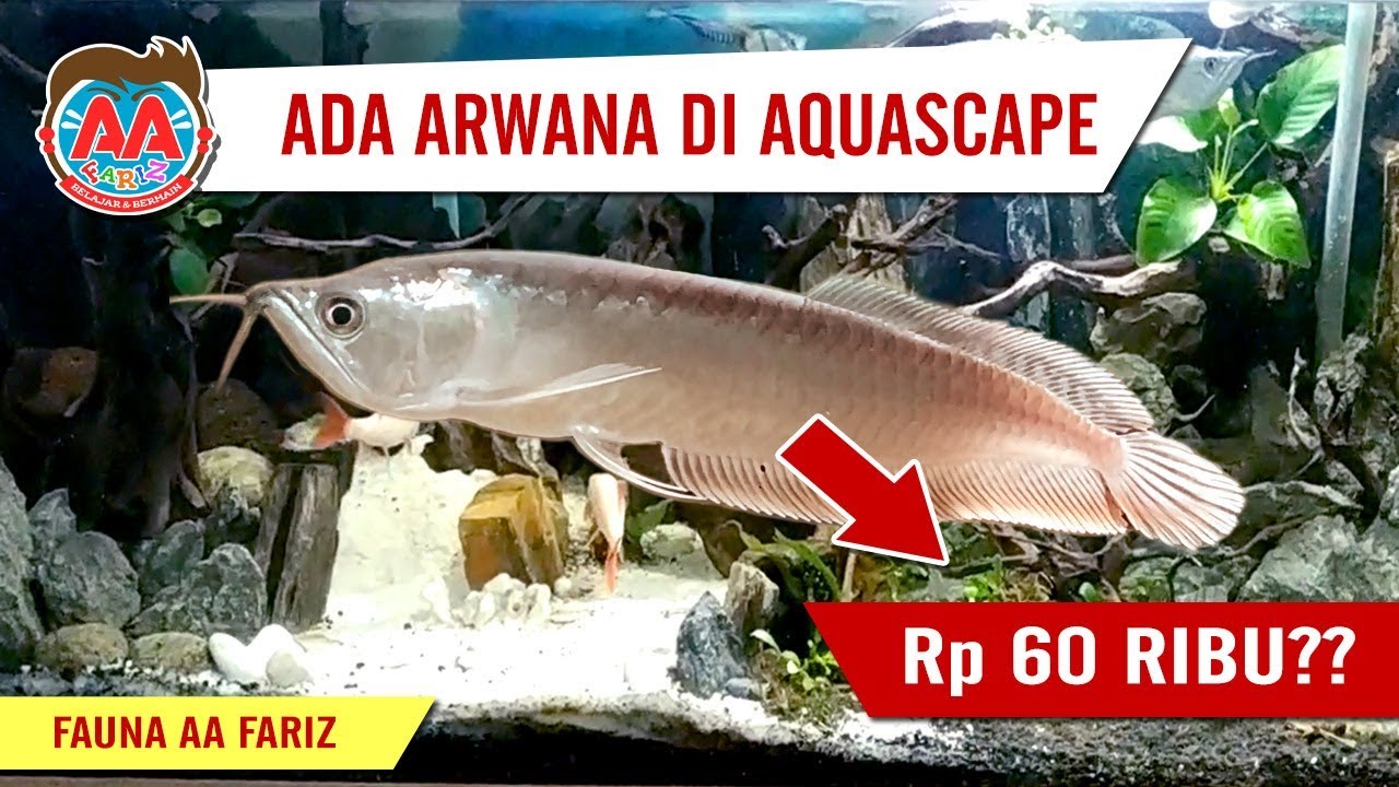 Detail Desain Aquarium Arwana Nomer 39