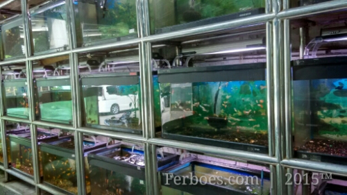 Detail Desain Aquarium Bertingkat Nomer 24