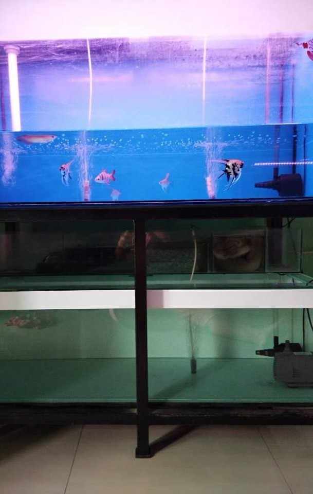 Download Desain Aquarium Louhan Nomer 14