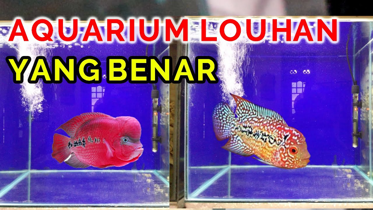 Detail Desain Aquarium Louhan Nomer 26