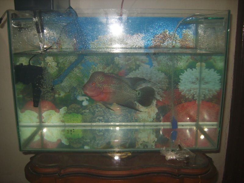 Detail Desain Aquarium Louhan Nomer 6