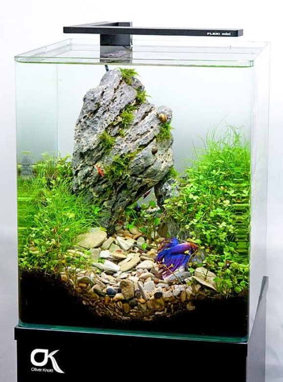 Detail Desain Aquarium Mini Nomer 44