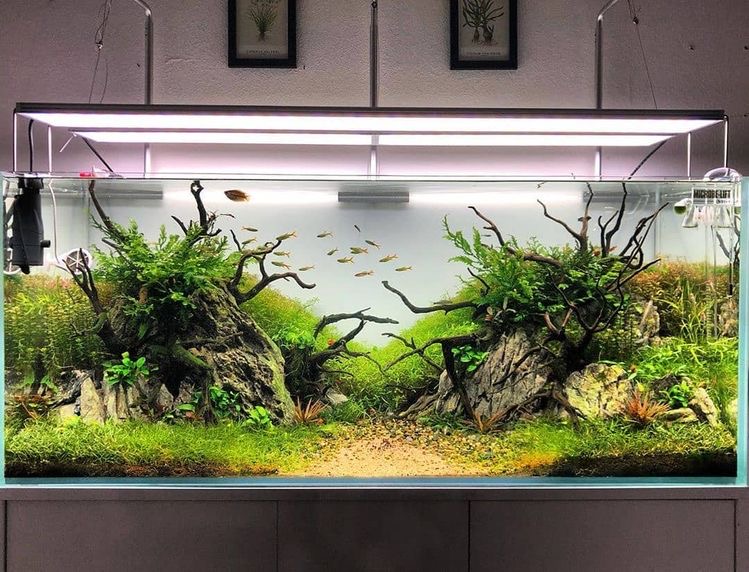 Detail Desain Aquarium Sederhana Nomer 33