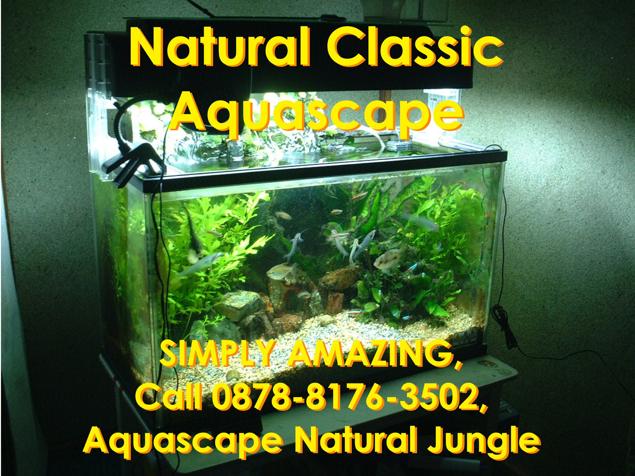 Detail Desain Aquascape Batu Dan Kayu Nomer 25