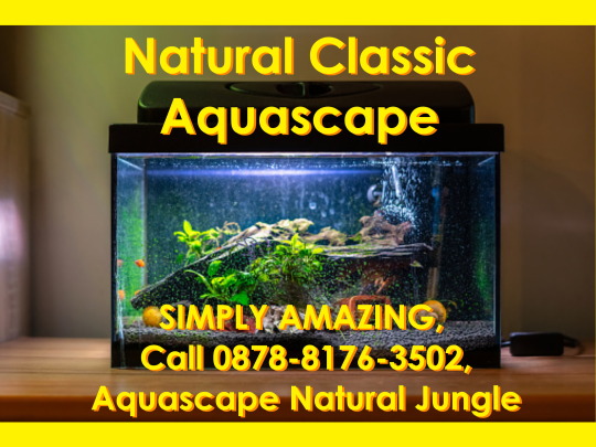 Detail Desain Aquascape Batu Dan Kayu Nomer 34